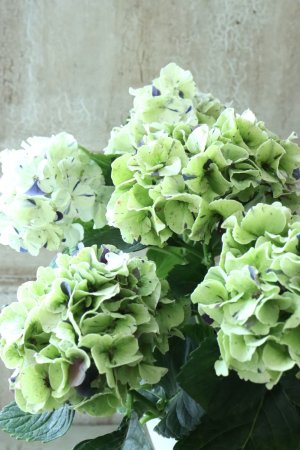 画像3: 秋色紫陽花 "寿" No.6