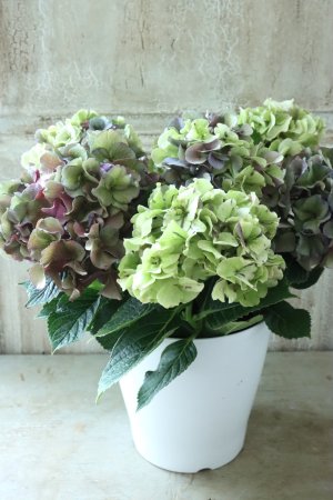 画像5: 秋色紫陽花 "寿" No.10