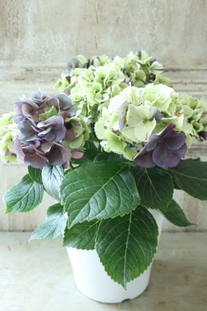 画像5: 秋色紫陽花 "寿" No.4