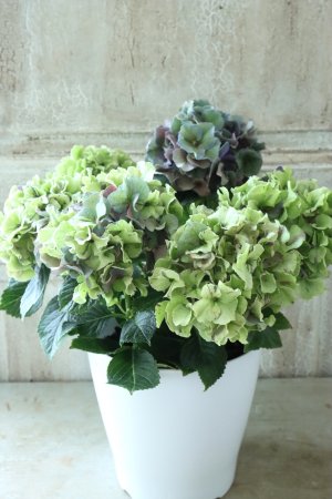 画像5: 秋色紫陽花 "寿" No.9