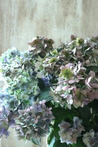 秋色紫陽花 "てまり咲き多花性アジサイ  てててまり" 15cmポット No.5
