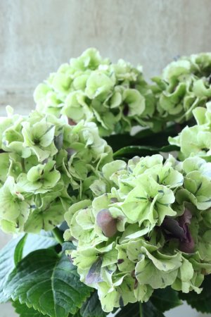 画像3: 秋色紫陽花 "寿" No.1