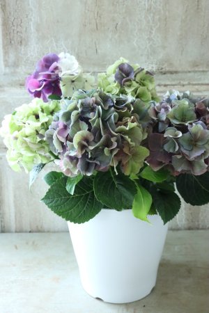 画像5: 秋色紫陽花 "寿" No.5