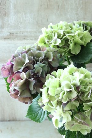 画像2: 秋色紫陽花 "寿" No.8