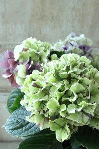 秋色紫陽花 "寿" No.2