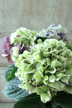 画像1: 秋色紫陽花 "寿" No.2