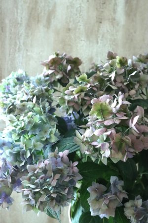画像2: 秋色紫陽花 "てまり咲き多花性アジサイ  てててまり" 15cmポット No.5