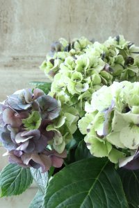 秋色紫陽花 "寿" No.4