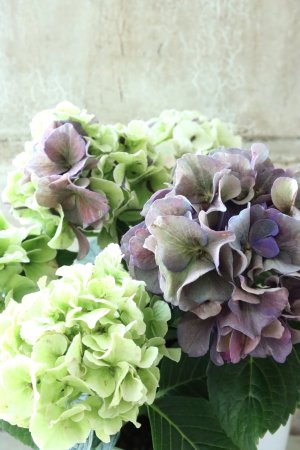 画像2: 秋色紫陽花 "寿" No.3