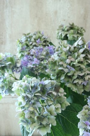 画像1: 秋色紫陽花 "てててまり ブルー" 12cmポット No.8