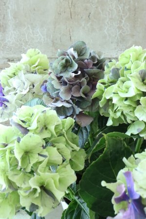 画像3: 秋色紫陽花 "寿" No.11