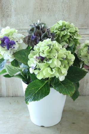 画像5: 秋色紫陽花 "寿" No.11