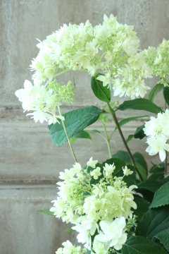 Hydrangea&Autumnal Hydrangea - Jardin de Violettes