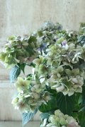 秋色紫陽花 "てててまり ブルー" 12cmポット No.10