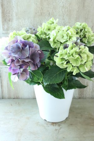 画像5: 秋色紫陽花 "寿" No.13
