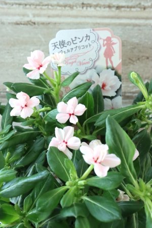 画像1: 天使のビンカ "エンジェルアプリコット"