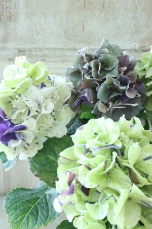 画像2: 秋色紫陽花 "寿" No.11
