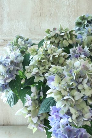 画像1: 秋色紫陽花 "てててまり ブルー" 12cmポット No.7