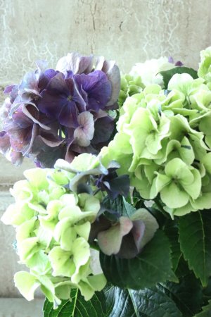 画像2: 秋色紫陽花 "寿" No.13