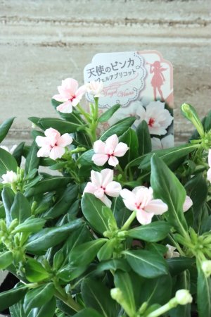 画像2: 天使のビンカ "エンジェルアプリコット"