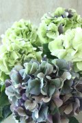 秋色紫陽花 "寿" No.14