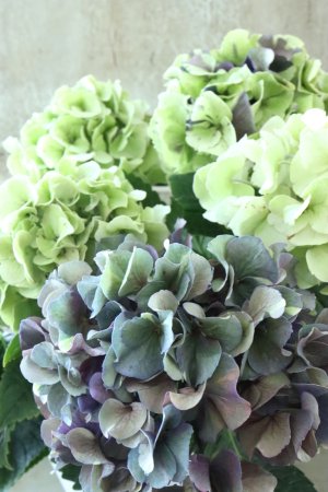 画像1: 秋色紫陽花 "寿" No.14