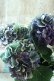 画像2: 秋色紫陽花 "寿" No.12 (2)