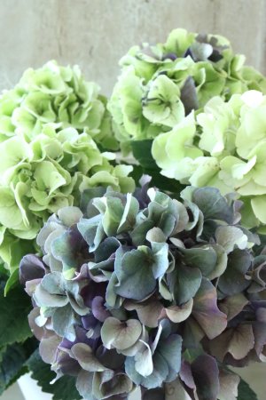 画像2: 秋色紫陽花 "寿" No.14