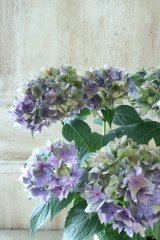 秋色紫陽花 "てててまり ブルー" 12cmポット No.9