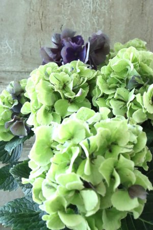 画像4: 秋色紫陽花 "寿" No.13