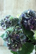 秋色紫陽花 "寿" No.12