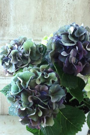 画像1: 秋色紫陽花 "寿" No.12