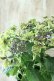 画像4: 秋色紫陽花 "月虹~げっこう~ ブルー" No.10 16cmポット 