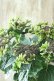 画像1: 秋色紫陽花 "月虹~げっこう~ ブルー" No.9 16cmポット  (1)
