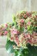画像3: 秋色紫陽花 "月虹~げっこう~ ピンク" No.3 16cmポット 