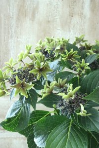 秋色紫陽花 "月虹~げっこう~ ブルー" No.11 16cmポット 