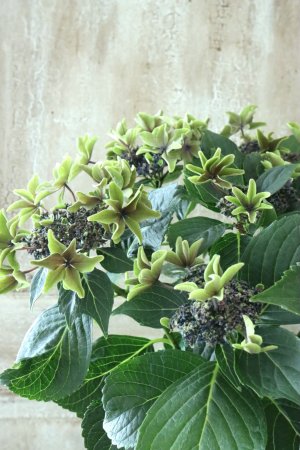 画像1: 秋色紫陽花 "月虹~げっこう~ ブルー" No.11 16cmポット 