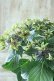 画像3: 秋色紫陽花 "月虹~げっこう~ ブルー" No.11 16cmポット 