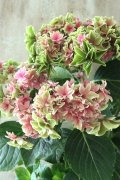 秋色紫陽花 "月虹~げっこう~ ピンク" No.3 16cmポット 