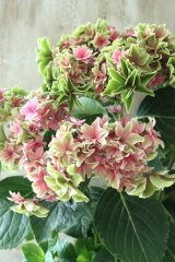 秋色紫陽花 "月虹~げっこう~ ピンク" No.3 16cmポット 