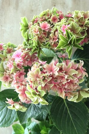 画像2: 秋色紫陽花 "月虹~げっこう~ ピンク" No.3 16cmポット 