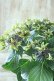 画像4: 秋色紫陽花 "月虹~げっこう~ ブルー" No.11 16cmポット 