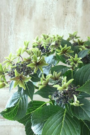 画像2: 秋色紫陽花 "月虹~げっこう~ ブルー" No.11 16cmポット 