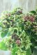 画像6: 秋色紫陽花 "月虹~げっこう~ ピンク" No.2 16cmポット 