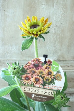 画像2: ルドベキア "サンベキア グラフィティ チェリー" 12cmポット