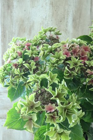 画像1: 秋色紫陽花 "月虹~げっこう~ ピンク" No.2 16cmポット 