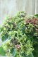 画像2: 秋色紫陽花 "月虹~げっこう~ ピンク" No.2 16cmポット  (2)