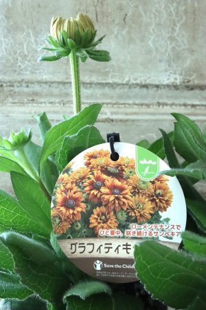 画像1: ルドベキア "サンベキア グラフィティ キャラメル" 12cmポット