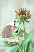 ルドベキア "サンベキア グラフィティ スカーレット" 12cmポット