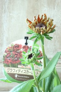 ルドベキア "サンベキア グラフィティ スカーレット" 12cmポット